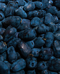 Fresh edible honeysuckle berries close-up – superfood background with wild blue fruit, immune...