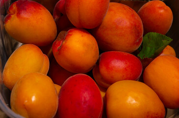 Close-up of fresh ripe apricots – summer fruit background and natural food concept
