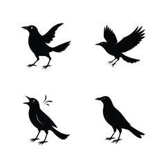 Grackle bird silhouette set with blackbird silhouettes in alert and dynamic poses vector illustration.
