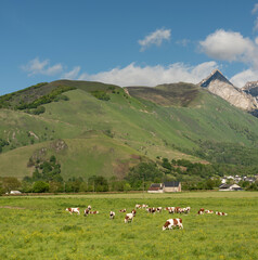 Cows in Pasture Beside Pyrenees.