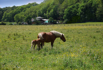 Horse with Colt in Pasture, Lescun, France