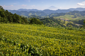 初夏の茶畑と富士山