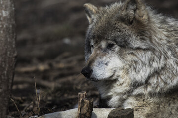 wolf, wild, dog, wildlife, , grey wolf