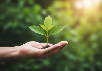 Hand holding young plant sprout, symbolizing growth, nature conservation, and environmental care.  sustainability, eco-friendly, new life, and green living themes.