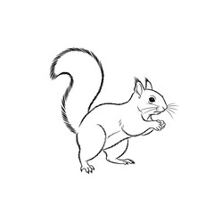 squirrel on white background