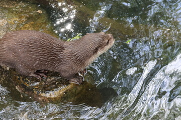 Otter at the pond