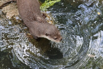 Obraz premium Otter at the pond