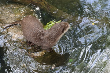 Otter at the pond