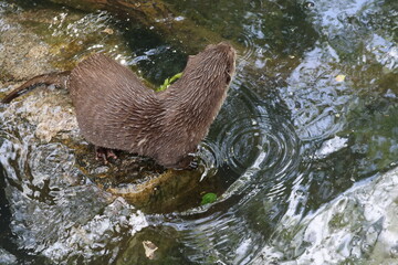 Otter at the pond