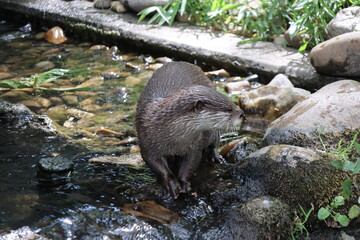 Otter at the pond