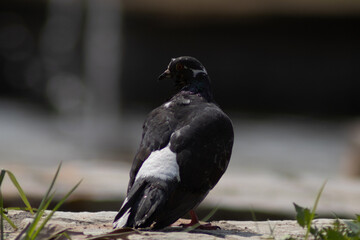 paloma