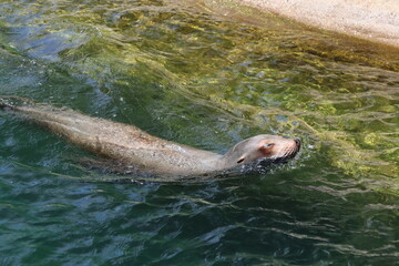 Obraz premium Sea lion swimming