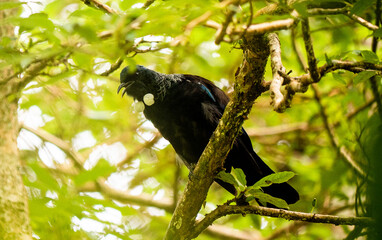 New zealand tui bird on a tree in the forest green surroundings native species