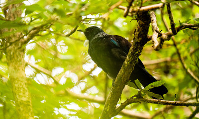 New zealand tui bird on a tree in the forest green surroundings native species