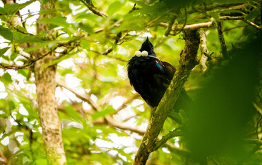 New zealand tui bird on a tree in the forest green surroundings native species