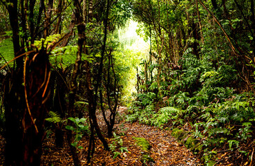 New zealand bush native rain forest fiordland ferns endemic plants species green close up vegetation 