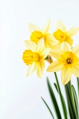 Obraz premium Photo of yellow daffodils on white blank background, dries van note style, studio light, sunlight, spring style, blur effect, movie 4d 