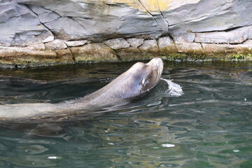 Sea lion swimming
