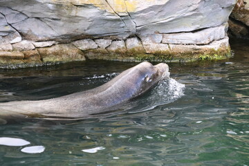 Sea lion swimming