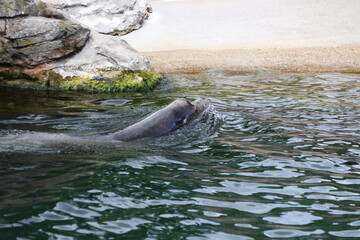 Sea lion swimming