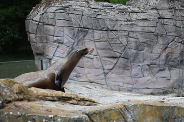 Sea lions on a rock