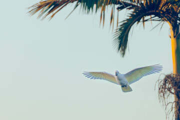 a white cockatoo flying in the morning