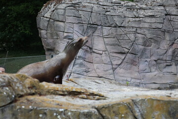 Sea lions on a rock