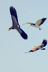 Three flying masked lapwing in the sky