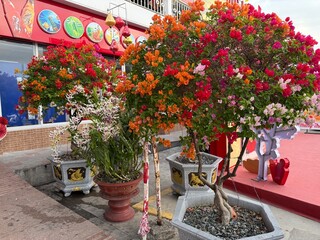 Obraz premium Beautiful assorted flower with vibrant petals blooming in sunlight ornamental garden plant symbol of joy purity and natural beauty colorful floral closeup photography scene