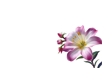 Naklejka premium pink flower on white background