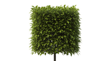 Topiary Tree Bush Isolated on White