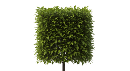 Topiary Tree Bush Isolated on White