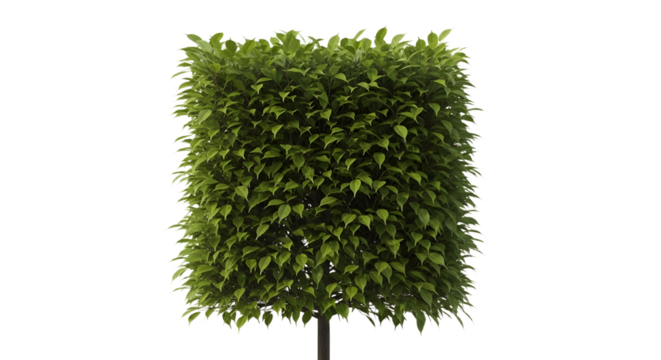 Topiary Tree Bush Isolated on White
