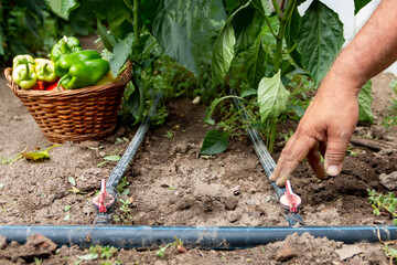 Homegrown pepper plants grown in a home greenhouse. Installed automated drip irrigation system. Home gardening.