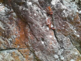 Close-up of a natural rock surface with a rough, uneven texture, visible cracks, and earthy tones,...