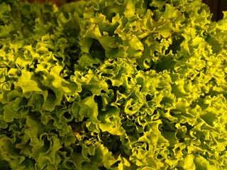 A vibrant, full-frame shot of fresh, leafy green lettuce with ruffled edges. Perfect for...