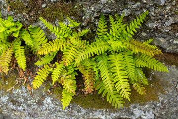A small evergreen Rock Polypody fern, also known as Common Polypody or Rock Cap Fern, grows on the surface of a moss-covered rock in a natural woodland setting.
