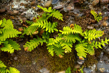 A small evergreen Rock Polypody fern, also known as Common Polypody or Rock Cap Fern, grows on the surface of a moss-covered rock in a natural woodland setting.