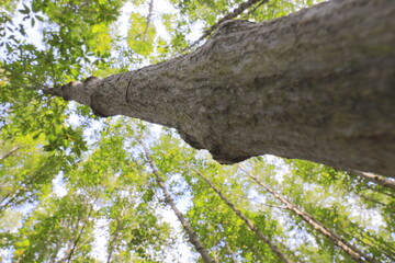 Big trees in the forest