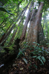 Big trees in the forest