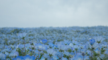 Obraz premium Maishima Blue Nemophila Flower Festival