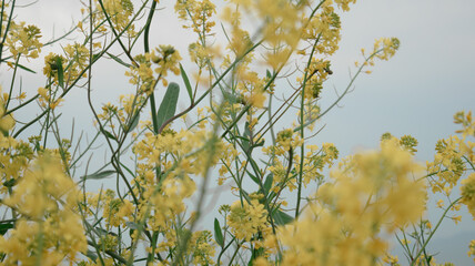 Maishima Blue Nemophila Flower Festival