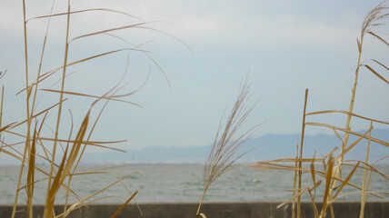 Maishima Blue Nemophila Flower Festival