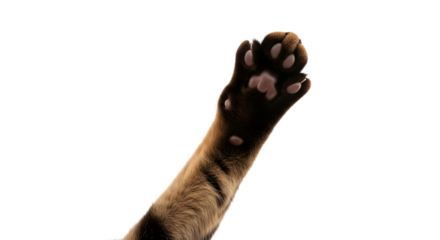 Raised Cat Paw Isolated on White