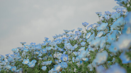 Maishima Blue Nemophila Flower Festival
