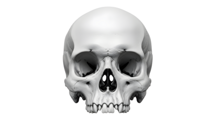 Realistic Skull Close-up, White Background
