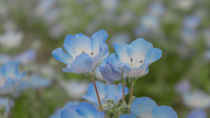 Maishima Blue Nemophila Flower Festival