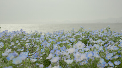 Maishima Blue Nemophila Flower Festival