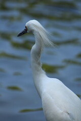 Garza blanca 