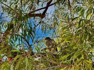 Cooper’s hawk in tree